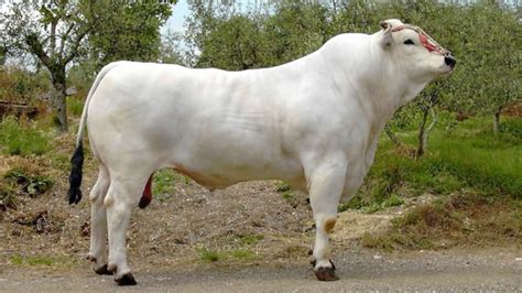 chianina bull breed.